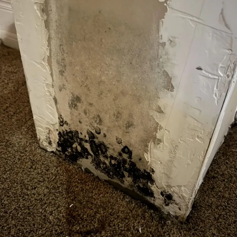 Professional Mold Removal in Cornelius, OR